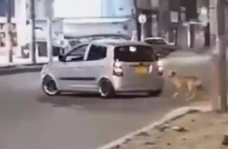 De partir o coração: Cachorro abandonado na estrada persegue carro