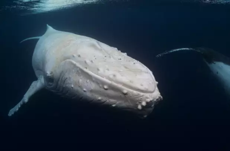 Fotógrafo captura imagens incríveis de baleias-jubarte brancas