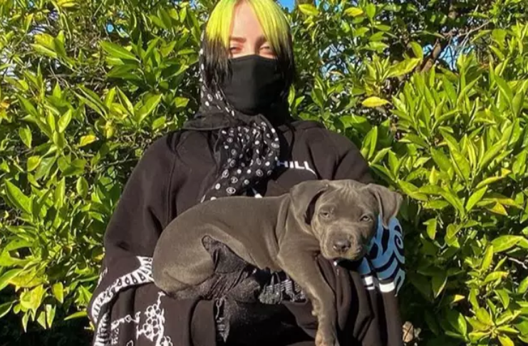 Cachorro de Billie Eilish suja coleção de tênis que vale milhares de dólares