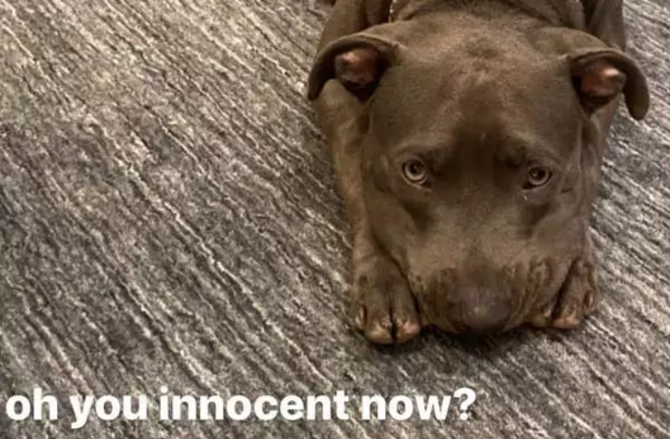 Cachorro de Billie Eilish suja coleção de tênis que vale milhares de dólares