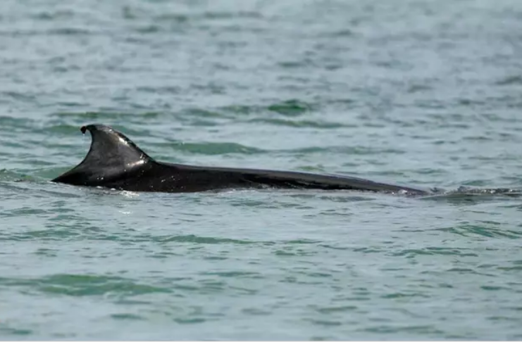 Pescador é atirado no mar depois que baleia bate no barco