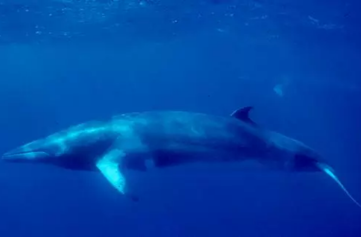 Pescador é atirado no mar depois que baleia bate no barco
