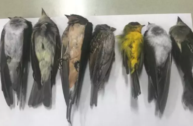 Centenas de milhares de pássaros migratórios são encontrados mortos