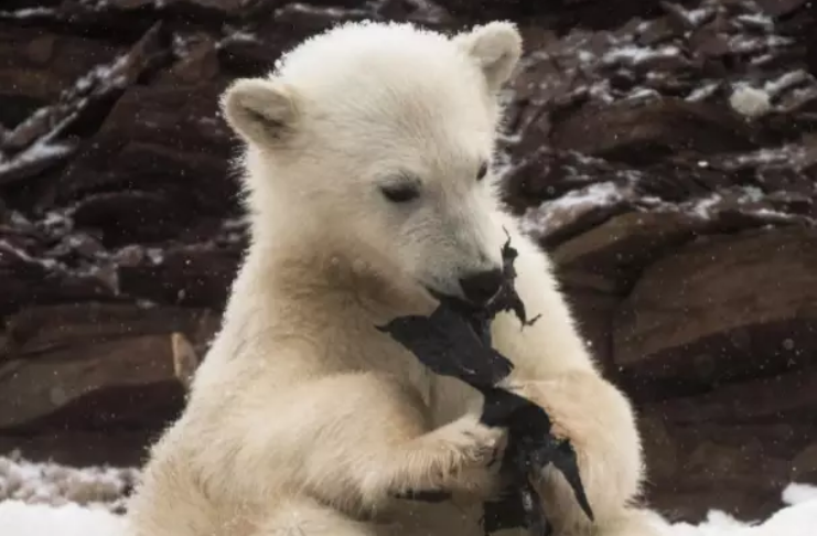 Filhotes de urso polar são fotografados tentando comer plástico no Ártico