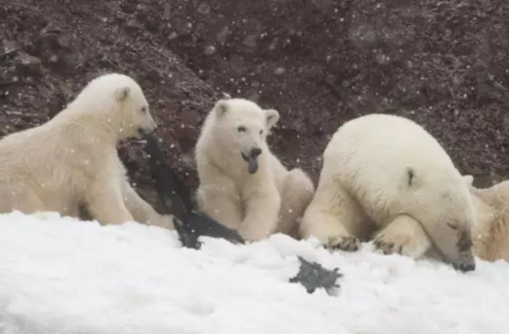 Filhotes de urso polar são fotografados tentando comer plástico no Ártico