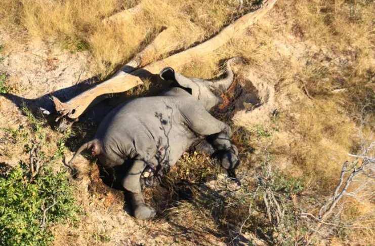 Morte de mais de 300 elefantes em Botswana é causada por toxinas na água