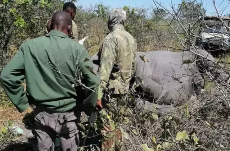 Morte de mais de 300 elefantes em Botswana é causada por toxinas na água