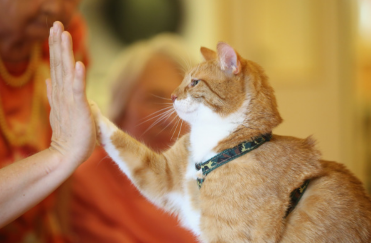 Quer saber o que seu gato diz? Este novo aplicativo irá traduzir o miau do seu felino!