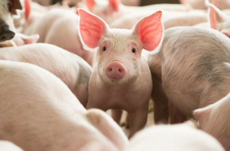 Empresa planeja ter fornecimento ilimitado de órgãos de porcos geneticamente modificados para transplantes humanos